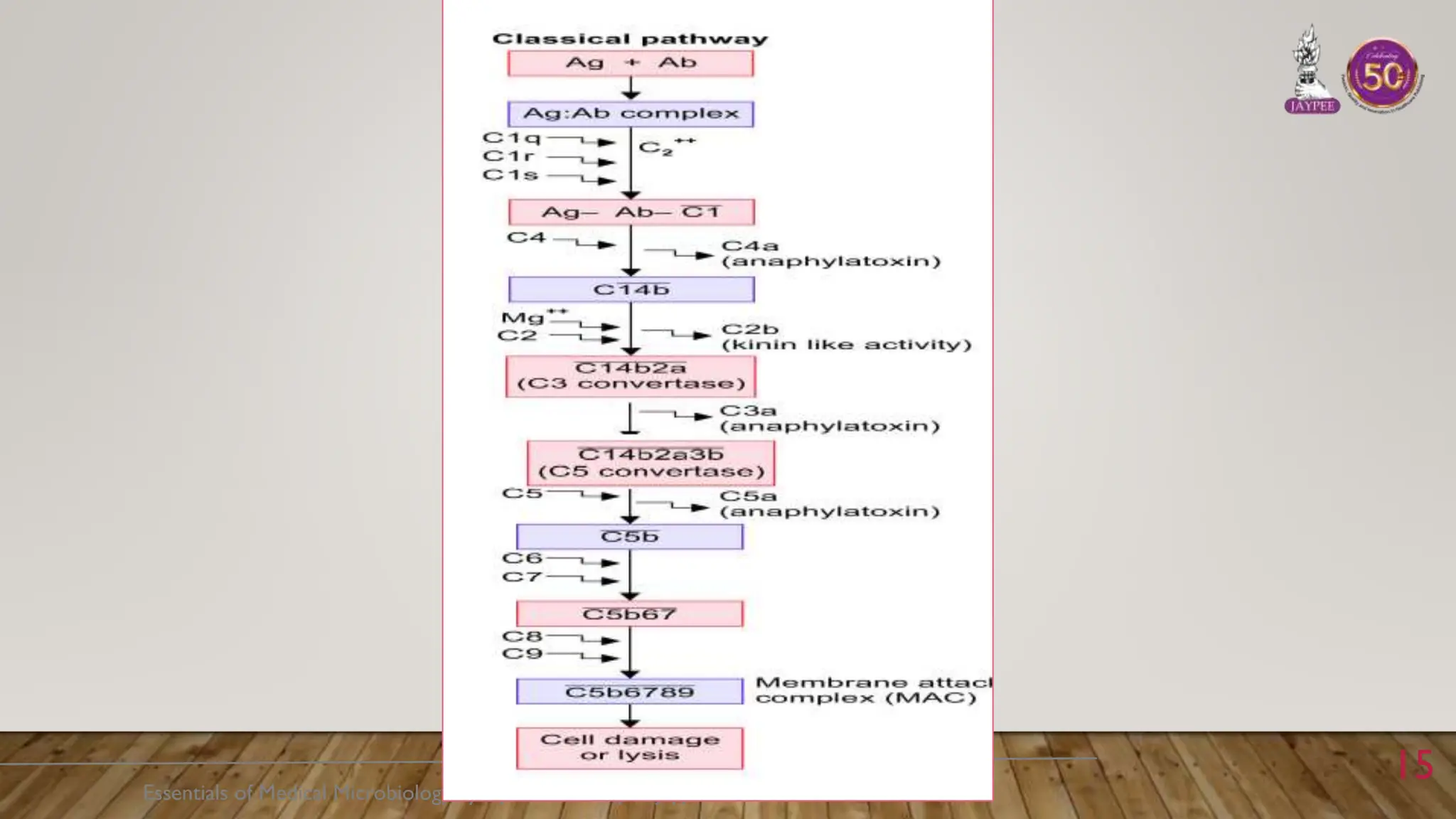 Complement system and its synthesis + activation | PPTX