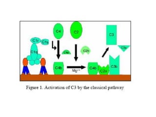 Complement System and its activation pathways | PDF