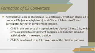 ▰ Activated C1s acts as an esterase (C1s esterase), which can cleave C4 to
produce C4a (an anaphylatoxin), and C4b which binds to C1 and
participates further in complement cascade.
 C14b in the presence of magnesium ions cleaves C2 into C2a, which
remains linked to complement complex, and C2b (has kinin like
activity), which is released outside.
 C14b2a is referred to as C3 convertase of the classical pathway.
16
Formation of C3 Convertase
 