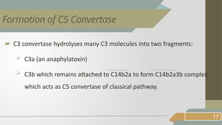 ▰ C3 convertase hydrolyses many C3 molecules into two fragments:
 C3a (an anaphylatoxin)
 C3b which remains attached to C14b2a to form C14b2a3b complex
which acts as C5 convertase of classical pathway.
17
Formation of C5 Convertase
 
