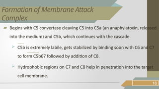 ▰ Begins with C5 convertase cleaving C5 into C5a (an anaphylatoxin, released
into the medium) and C5b, which continues with the cascade.
 C5b is extremely labile, gets stabilized by binding soon with C6 and C7
to form C5b67 followed by addition of C8.
 Hydrophobic regions on C7 and C8 help in penetration into the target
cell membrane.
18
Formation of Membrane Attack
Complex
 