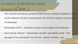  This inserted membrane complex (C5b678) has a catalytic property to bind
to C9 molecule and then it polymerizes the C9 into a tubular channel of 10
nm diameter.
 Penetration of C9 - channels or pores on the target cell membrane
 Each tubular channel - hydrophobic outside, hydrophilic inside - free
passage of ions and water into the cell - cellular swelling - lysis.
19
Formation of Membrane Attack
Complex (Cont..)
 