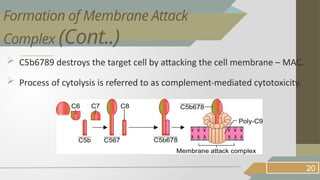  C5b6789 destroys the target cell by attacking the cell membrane – MAC.
 Process of cytolysis is referred to as complement-mediated cytotoxicity.
20
Formation of Membrane Attack
Complex (Cont..)
 