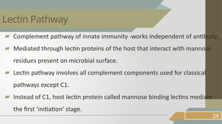 ▰ Complement pathway of innate immunity -works independent of antibody.
▰ Mediated through lectin proteins of the host that interact with mannose
residues present on microbial surface.
▰ Lectin pathway involves all complement components used for classical
pathways except C1.
▰ Instead of C1, host lectin protein called mannose binding lectins mediate
the first ‘initiation’ stage.
28
Lectin Pathway
 