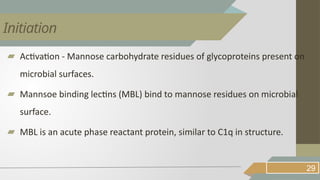 ▰ Activation - Mannose carbohydrate residues of glycoproteins present on
microbial surfaces.
▰ Mannsoe binding lectins (MBL) bind to mannose residues on microbial
surface.
▰ MBL is an acute phase reactant protein, similar to C1q in structure.
29
Initiation
 