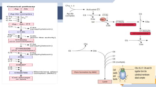 Complement Bb Complement pathways for MBBS AHS NURSING students. | PPTX