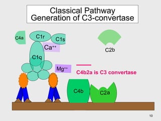 Classical Pathway  Generation of C3-convertase  C4b Mg ++ C4a C2 _____ C4b2a is C3 convertase Ca ++ C1r C1s C1q C2b a  C2 a 