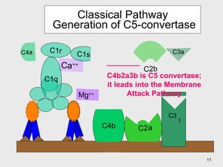 Classical Pathway  Generation of C5-convertase C4b Mg ++ C4a C2b C3   ________ C4b2a3b is C5 convertase; it leads into the Membrane Attack Pathway Ca ++ C1r C1s C1q C2 a C3a b 