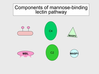 Components of mannose-binding lectin pathway C4 C2 MASP1 MASP2 MBL 