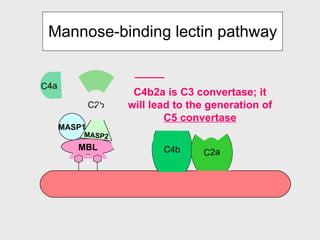 Mannose-binding lectin pathway C4 C2 _____ C4b2a is C3 convertase; it will lead to the generation of  C5 convertase MASP1 MASP2 MBL C4b C4a C4b C2b C2a C2a 