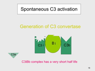 Spontaneous C3 activation C3 H 2 O B D Generation of C3 convertase C3iBb complex has a very short half life C3 i b C3a b 