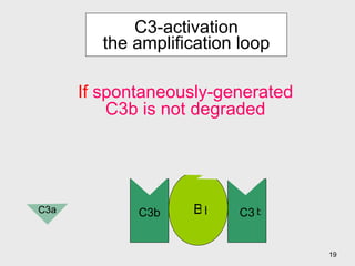 C3-activation the amplification loop B D If  spontaneously-generated C3b is not degraded C3 b C3b C3a b 