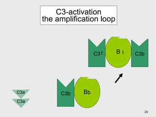 C3-activation the amplification loop C3a B D C3 B b C3b b C3b C3a b 