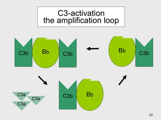 C3-activation the amplification loop C3a C3a C3a B b C3b B b B b C3b C3b C3b 