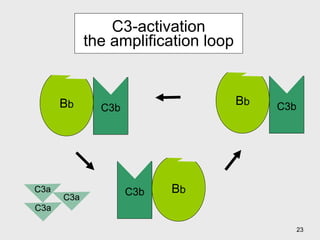 C3-activation the amplification loop C3a C3a C3a B b C3b B b B b C3b C3b 