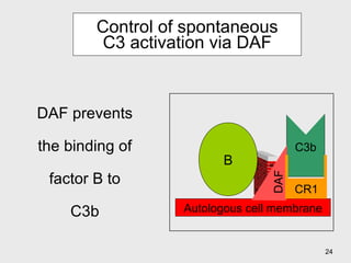 Control of spontaneous C3 activation via DAF DAF prevents the binding of factor B to C3b B C3b Autologous cell membrane DAF CR1 