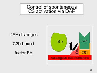 Control of spontaneous C3 activation via DAF DAF dislodges C3b-bound factor Bb B b b C3b Autologous cell membrane DAF CR1 B b 
