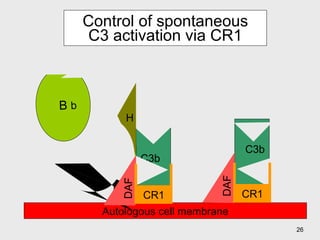 Control of spontaneous C3 activation via CR1 Autologous cell membrane H I I DAF C3b  C3b  B b iC3b B b iC3b CR1 DAF CR1 
