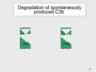 Degradation of spontaneously produced C3b  C3b  C3b  iC3b iC3b I I C3dg C3dg C3c C3c 