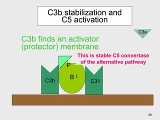 C3b stabilization and C5 activation C3 B D P This is stable C5 convertase of the alternative pathway C3b C3b finds an activator (protector) membrane C3a b b 