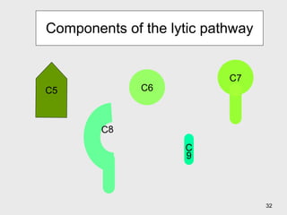 Components of the lytic pathway C6 C 9 C5 C8  C7 