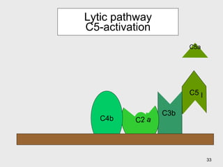 Lytic pathway C5-activation C5 C3b   C2 a C4b b C5a 