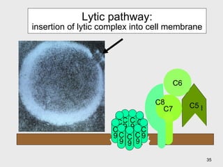 Lytic pathway: insertion of lytic complex into cell membrane C 9 C 9 C 9 C 9 C 9 C 9 C 9 C 9 C 9 C5 b C6 C7 C8  