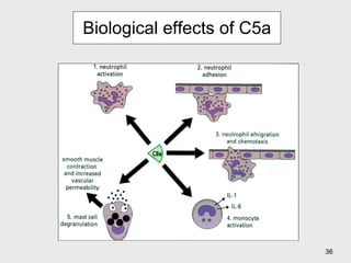 Biological effects of C5a 