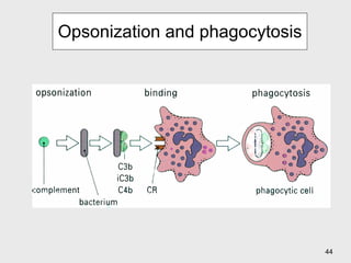 Opsonization and phagocytosis 