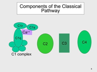 Components of the Classical Pathway C4 C2 C3 C1 complex Ca ++ C1r C1s C1q 