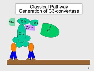 Classical Pathway  Generation of C3-convertase  C4 Ca ++ C1r C1s C1q C4a b 