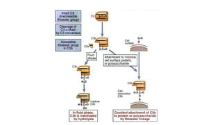 Complement system in health & disease (Immunology) | PPTX