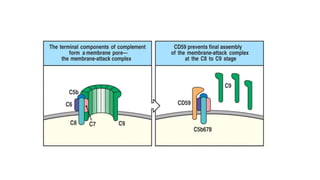 Complement Cfb Complement system in health & disease (Immunology) | PPTX
