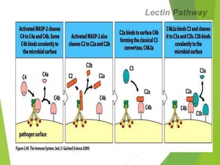 Complement System Picture Rough Complement system | PPTX