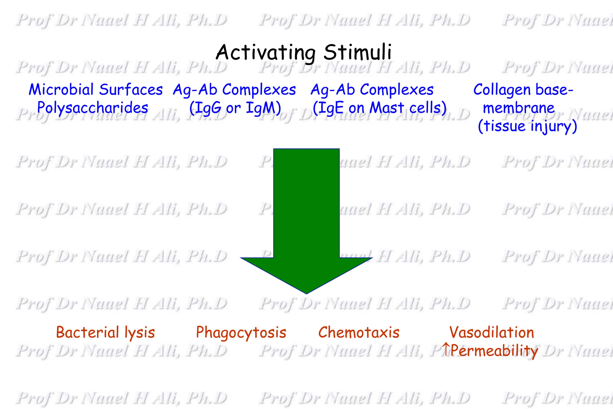 Activating Stimuli
Bacterial lysis Phagocytosis Chemotaxis Vasodilation
Permeability
Microbial Surfaces Ag-Ab Complexes Ag-Ab Complexes Collagen base-
Polysaccharides (IgG or IgM) (IgE on Mast cells) membrane
(tissue injury)
 