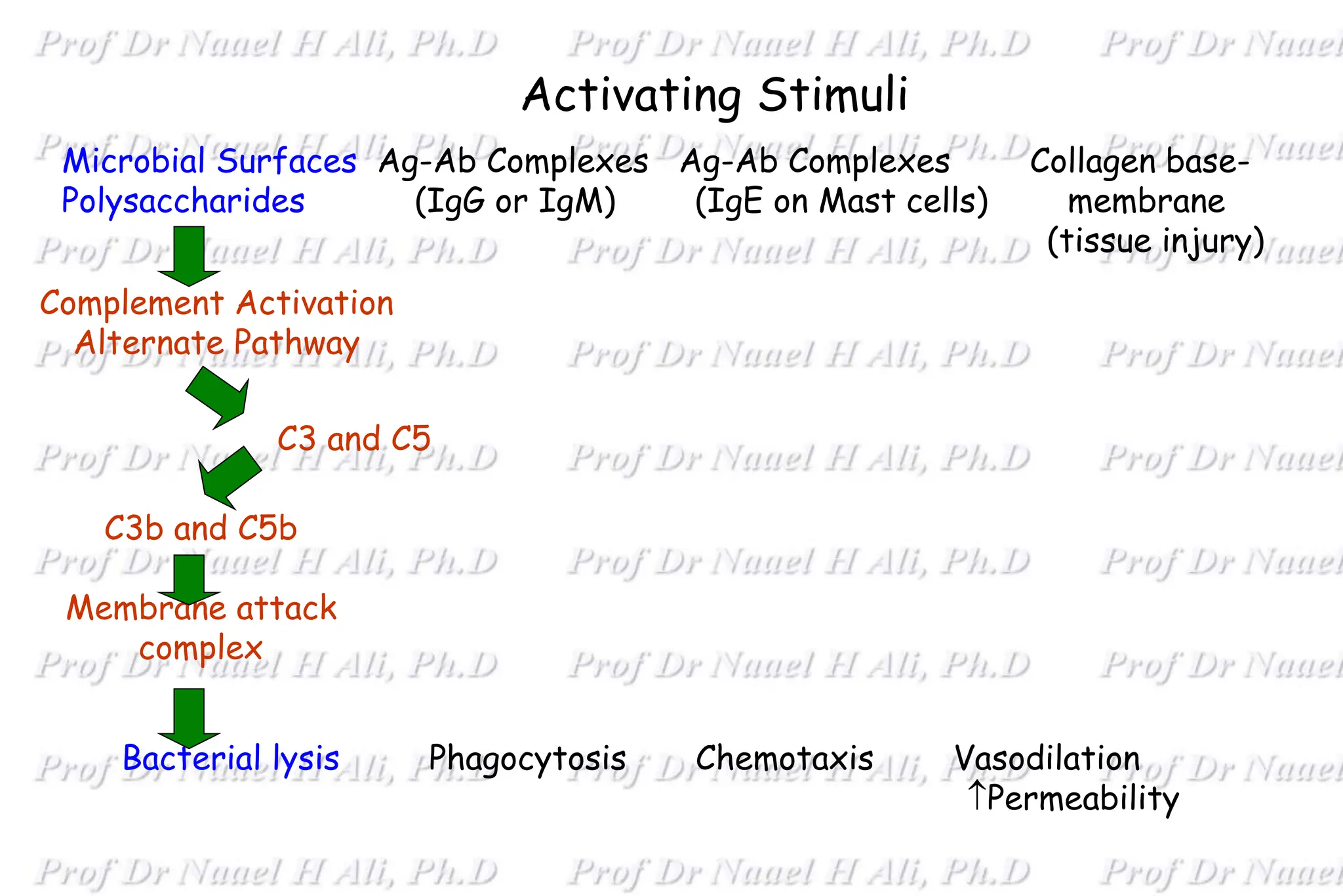 Activating Stimuli
Bacterial lysis Phagocytosis Chemotaxis Vasodilation
Permeability
Microbial Surfaces Ag-Ab Complexes Ag-Ab Complexes Collagen base-
Polysaccharides (IgG or IgM) (IgE on Mast cells) membrane
(tissue injury)
Complement Activation
Alternate Pathway
C3 and C5
C3b and C5b
Membrane attack
complex
 