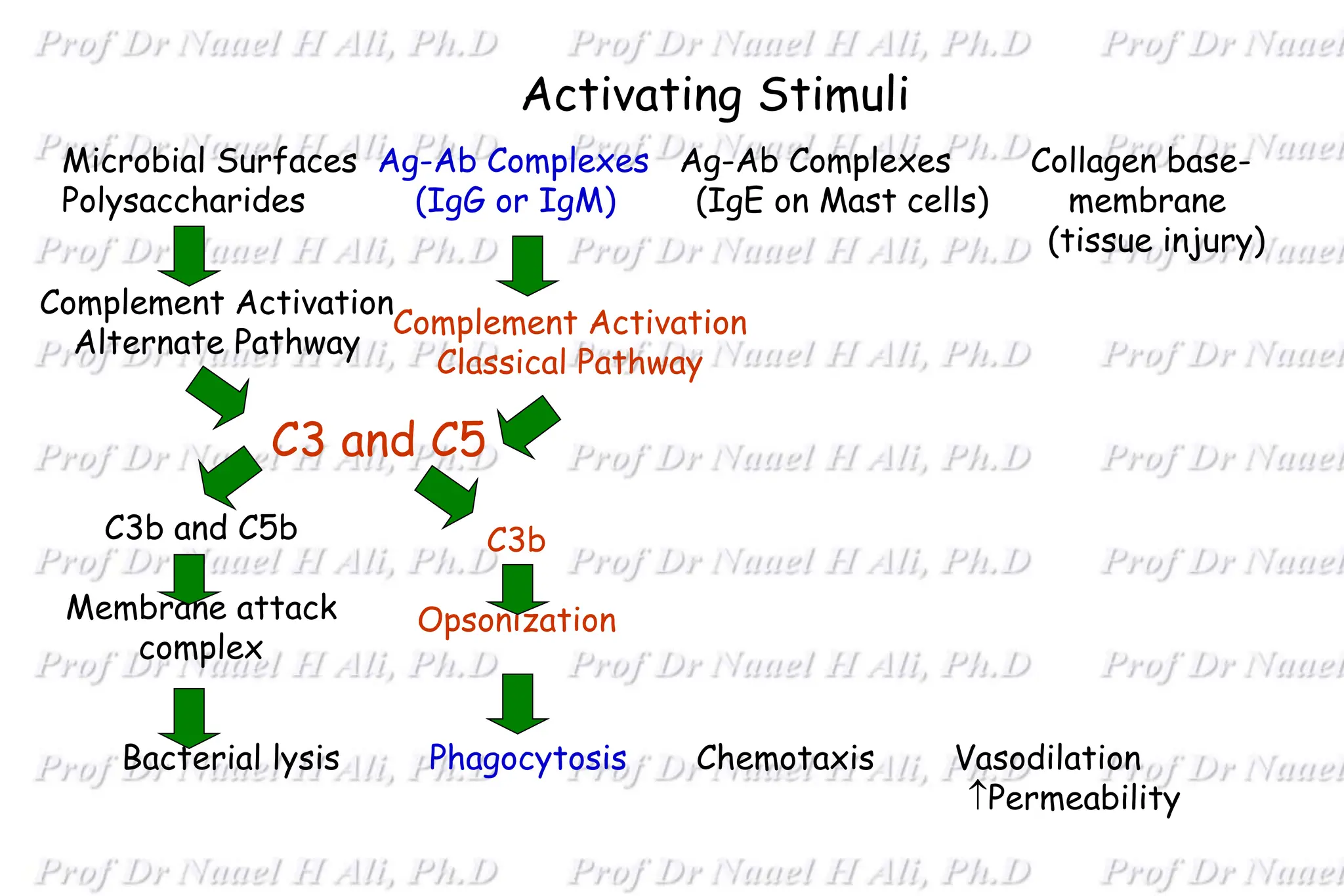 Activating Stimuli
Bacterial lysis Phagocytosis Chemotaxis Vasodilation
Permeability
Microbial Surfaces Ag-Ab Complexes Ag-Ab Complexes Collagen base-
Polysaccharides (IgG or IgM) (IgE on Mast cells) membrane
(tissue injury)
Complement Activation
Alternate Pathway
C3b and C5b
Membrane attack
complex
C3 and C5
Complement Activation
Classical Pathway
C3b
Opsonization
 