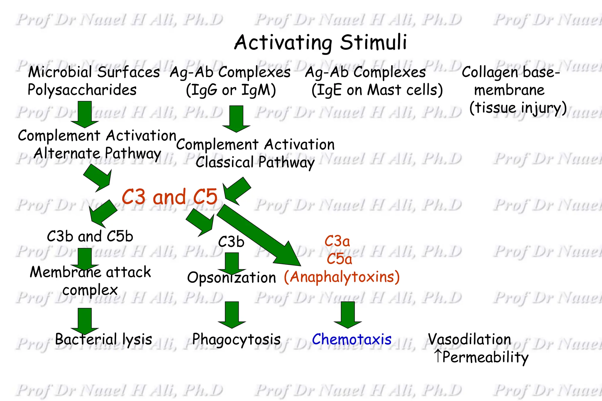 Activating Stimuli
Bacterial lysis Phagocytosis Chemotaxis Vasodilation
Permeability
Microbial Surfaces Ag-Ab Complexes Ag-Ab Complexes Collagen base-
Polysaccharides (IgG or IgM) (IgE on Mast cells) membrane
(tissue injury)
Complement Activation
Alternate Pathway
C3b and C5b
Membrane attack
complex
C3 and C5
Complement Activation
Classical Pathway
C3b
Opsonization
C3a
C5a
(Anaphalytoxins)
 