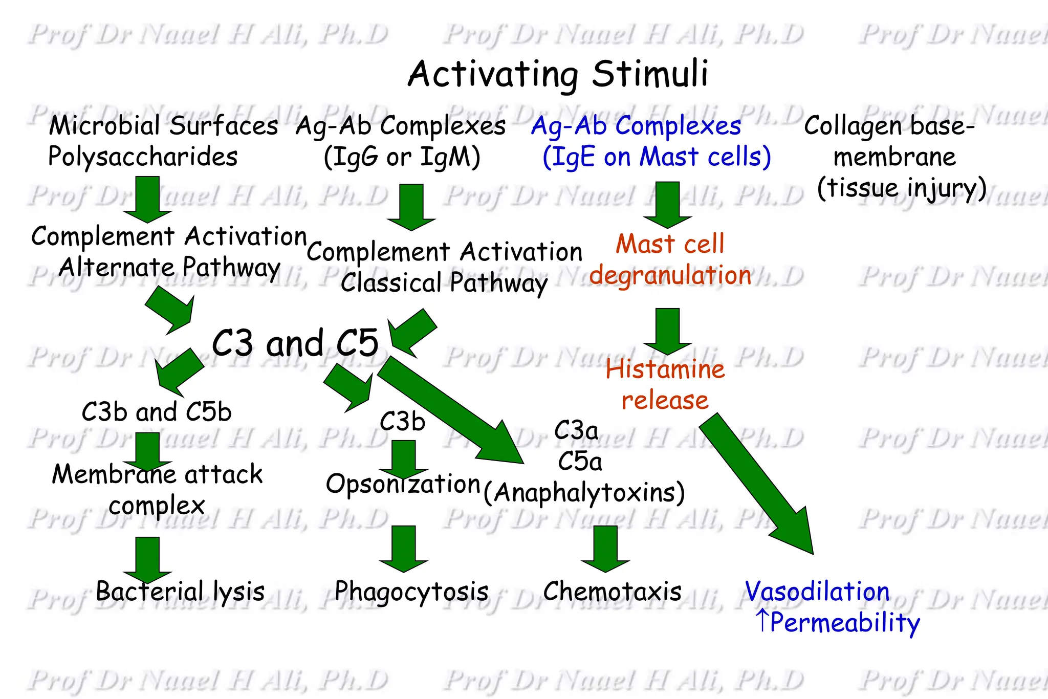 Activating Stimuli
Bacterial lysis Phagocytosis Chemotaxis Vasodilation
Permeability
Microbial Surfaces Ag-Ab Complexes Ag-Ab Complexes Collagen base-
Polysaccharides (IgG or IgM) (IgE on Mast cells) membrane
(tissue injury)
Complement Activation
Alternate Pathway
C3b and C5b
Membrane attack
complex
C3 and C5
Complement Activation
Classical Pathway
C3b
Opsonization
C3a
C5a
(Anaphalytoxins)
Mast cell
degranulation
Histamine
release
 