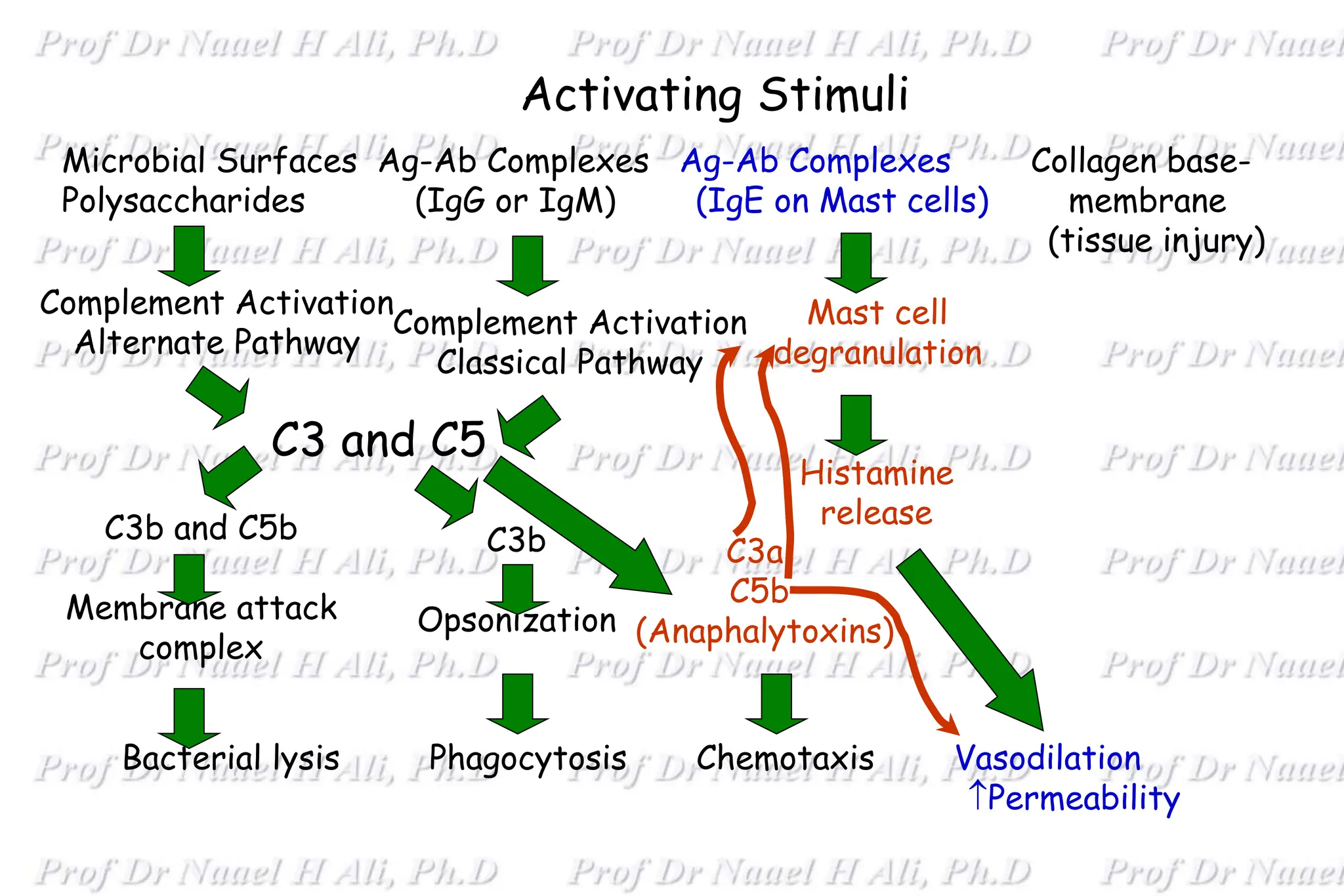 Activating Stimuli
Bacterial lysis Phagocytosis Chemotaxis Vasodilation
Permeability
Microbial Surfaces Ag-Ab Complexes Ag-Ab Complexes Collagen base-
Polysaccharides (IgG or IgM) (IgE on Mast cells) membrane
(tissue injury)
Complement Activation
Alternate Pathway
C3b and C5b
Membrane attack
complex
C3 and C5
Complement Activation
Classical Pathway
C3b
Opsonization
C3a
C5b
(Anaphalytoxins)
Mast cell
degranulation
Histamine
release
 
