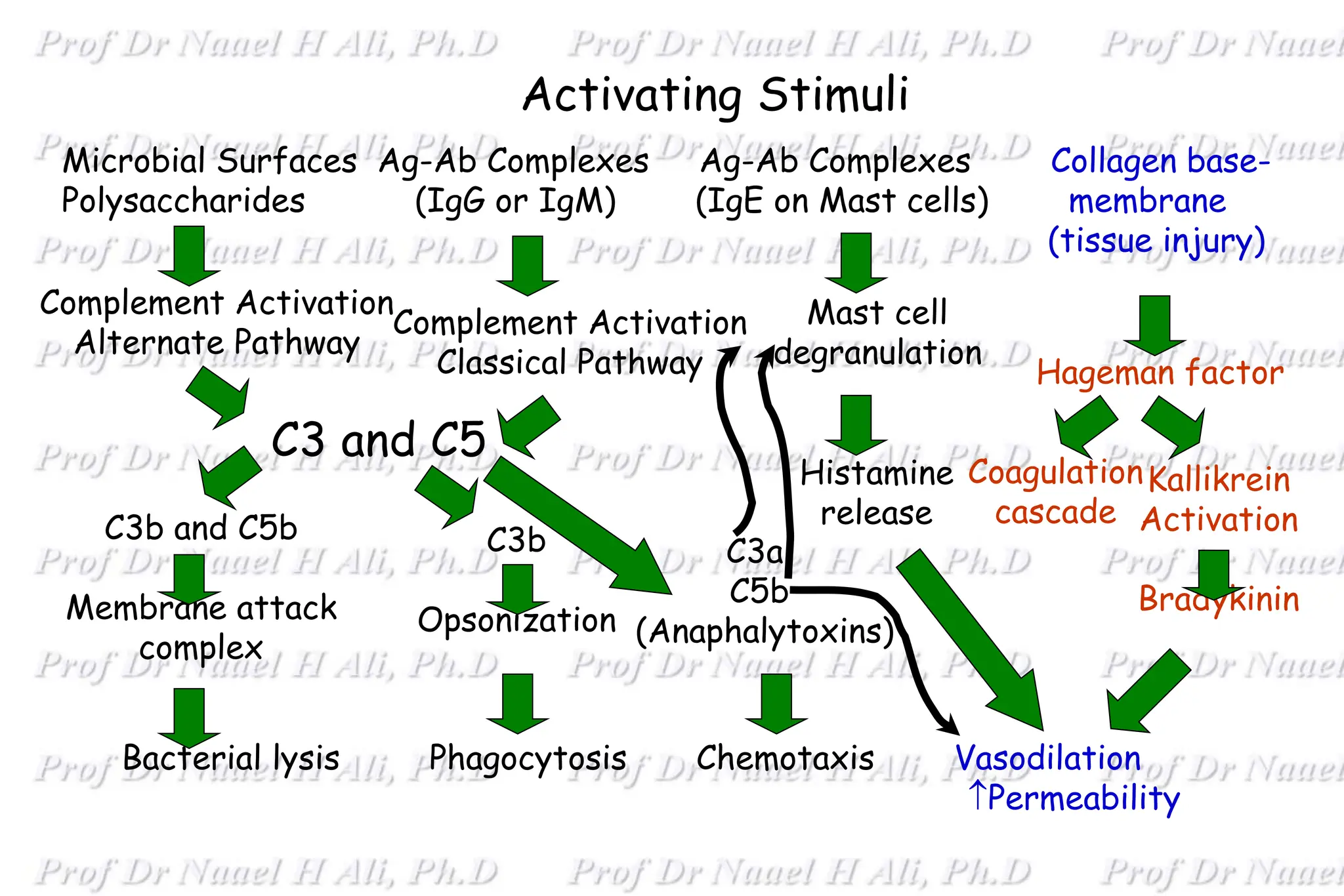 Activating Stimuli
Bacterial lysis Phagocytosis Chemotaxis Vasodilation
Permeability
Microbial Surfaces Ag-Ab Complexes Ag-Ab Complexes Collagen base-
Polysaccharides (IgG or IgM) (IgE on Mast cells) membrane
(tissue injury)
Complement Activation
Alternate Pathway
C3b and C5b
Membrane attack
complex
C3 and C5
Complement Activation
Classical Pathway
C3b
Opsonization
C3a
C5b
(Anaphalytoxins)
Mast cell
degranulation
Histamine
release
Hageman factor
Coagulation
cascade
Kallikrein
Activation
Bradykinin
 