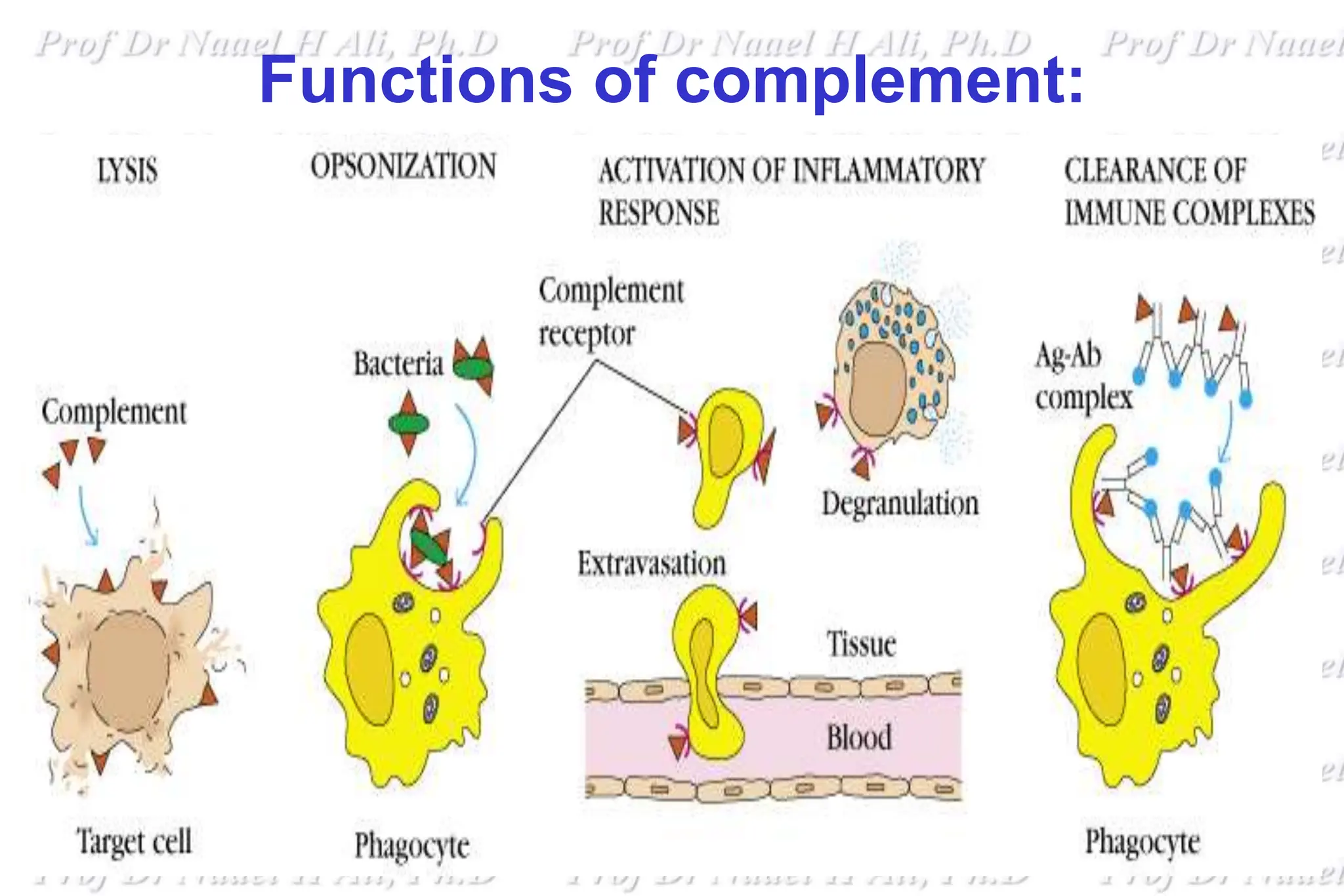 Functions of complement:
 