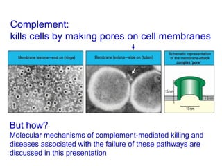 Complement:  kills cells by making pores on cell membranes But how? Molecular mechanisms of complement-mediated killing and diseases associated with the failure of these pathways are  discussed in this presentation 