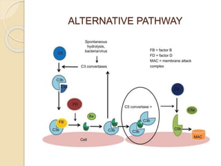 ALTERNATIVE PATHWAY
 