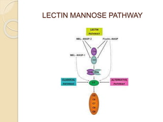 LECTIN MANNOSE PATHWAY
 