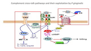 Complement cross-talk pathways and their exploitation by P gingivalis
 