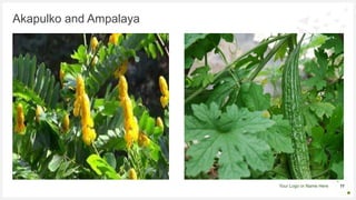 Your Logo or Name Here
Akapulko and Ampalaya
11
 