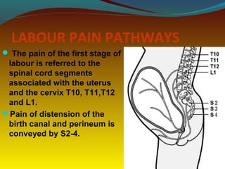 LABOUR PAIN PATHWAYS
 The pain of the first stage of
labour is referred to the
spinal cord segments
associated with the uterus
and the cervix T10, T11,T12
and L1.
Pain of distension of the
birth canal and perineum is
conveyed by S2-4.
 
