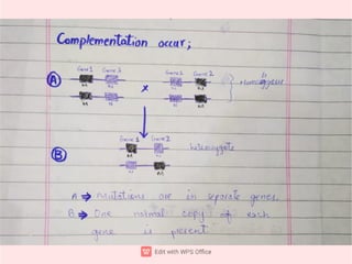 Complementation mapping and gene mapping. | PDF