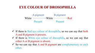 EYE COLOUR OF DROSOPHILLA
A pigment B pigment
White White Red
Present Present
 If there is Red eye colour of drosophila, so we can say that both
A and B pigment is present.
 If there is White eye colour of drosophila, so we can say that
either A or B pigment is absent.
 So we can say that A and B pigment are complementary to each
other.
 
